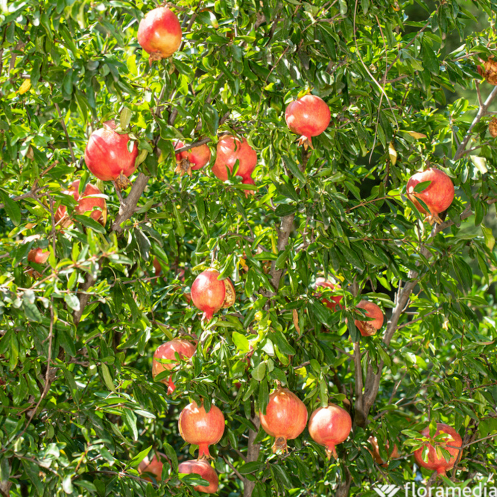 Grenadier 'Mollar de Elche', 1/4 de Tige : bourriche 