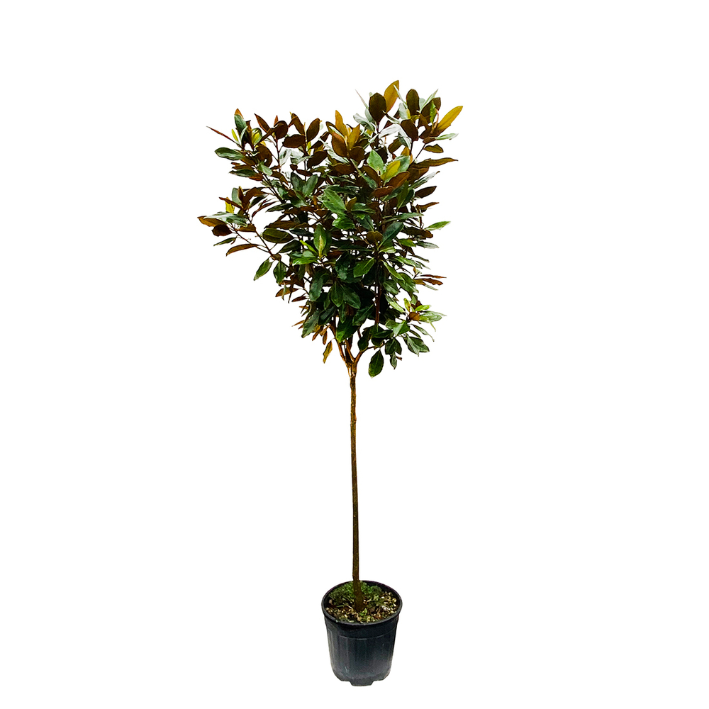 Magnolia grandiflora 'Little Gem' : pot de 15/18 L