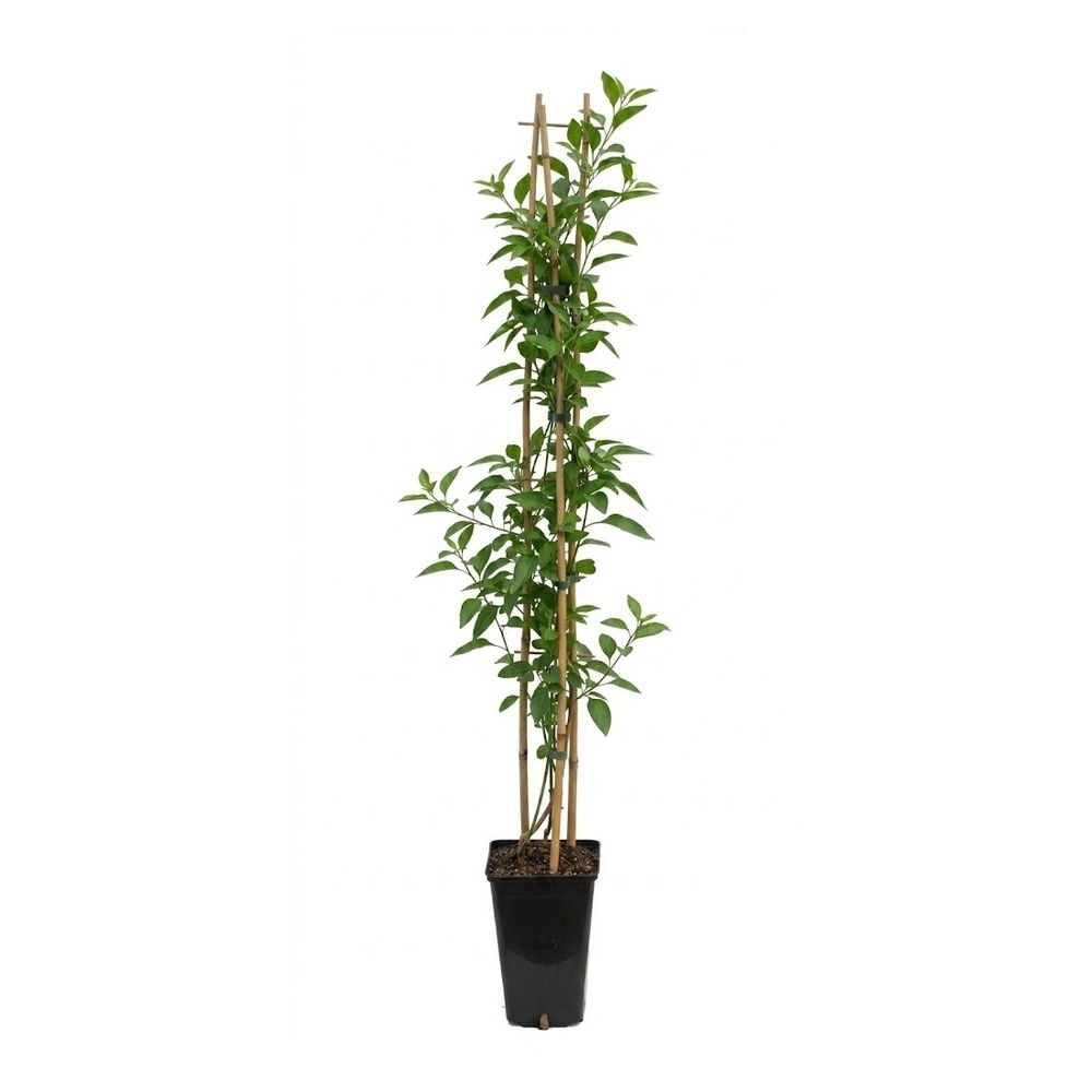 Solanum jasminoïdes varié : pot 3L