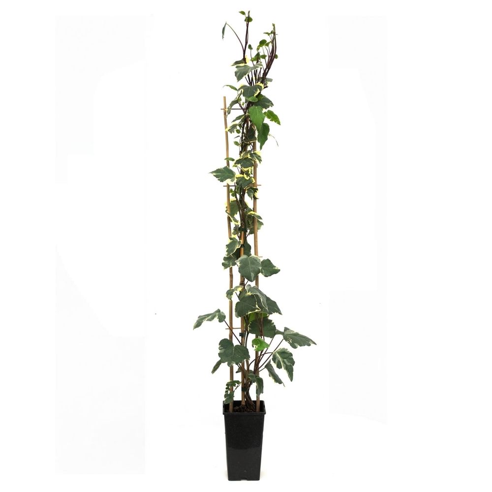 Hedera varié : pot de 3 L 