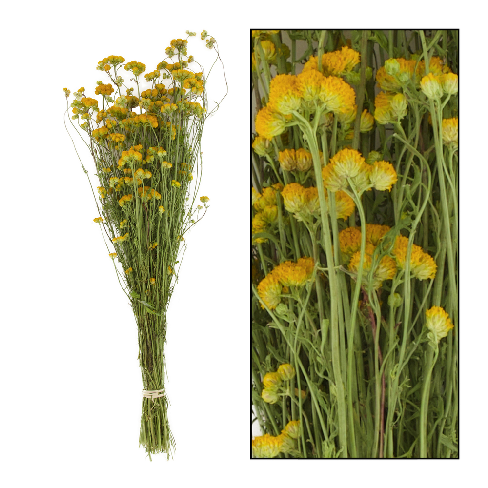 BOUQUET LONA-(837654)