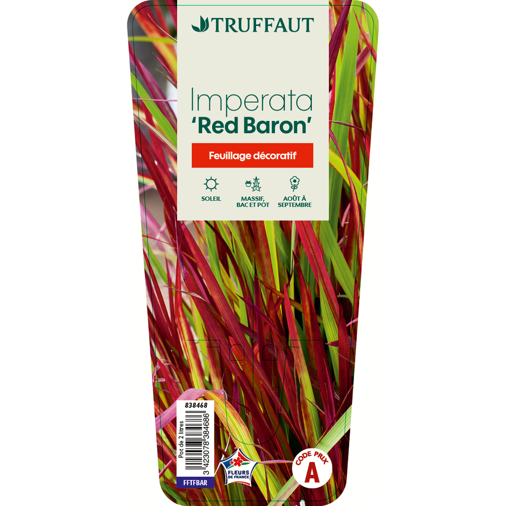 IMPERATA RED BARON C 2L-(838468)