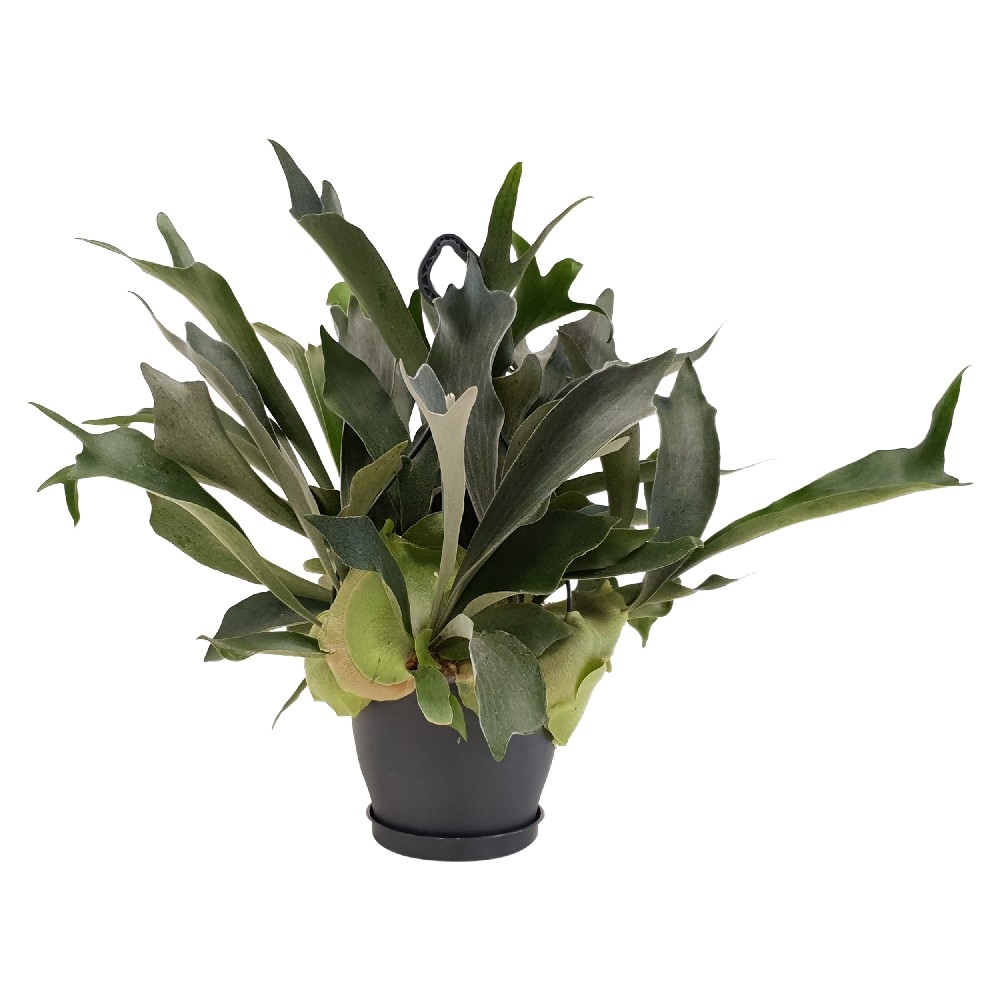 Platycerium bifurcatum - Suspension D.20cm