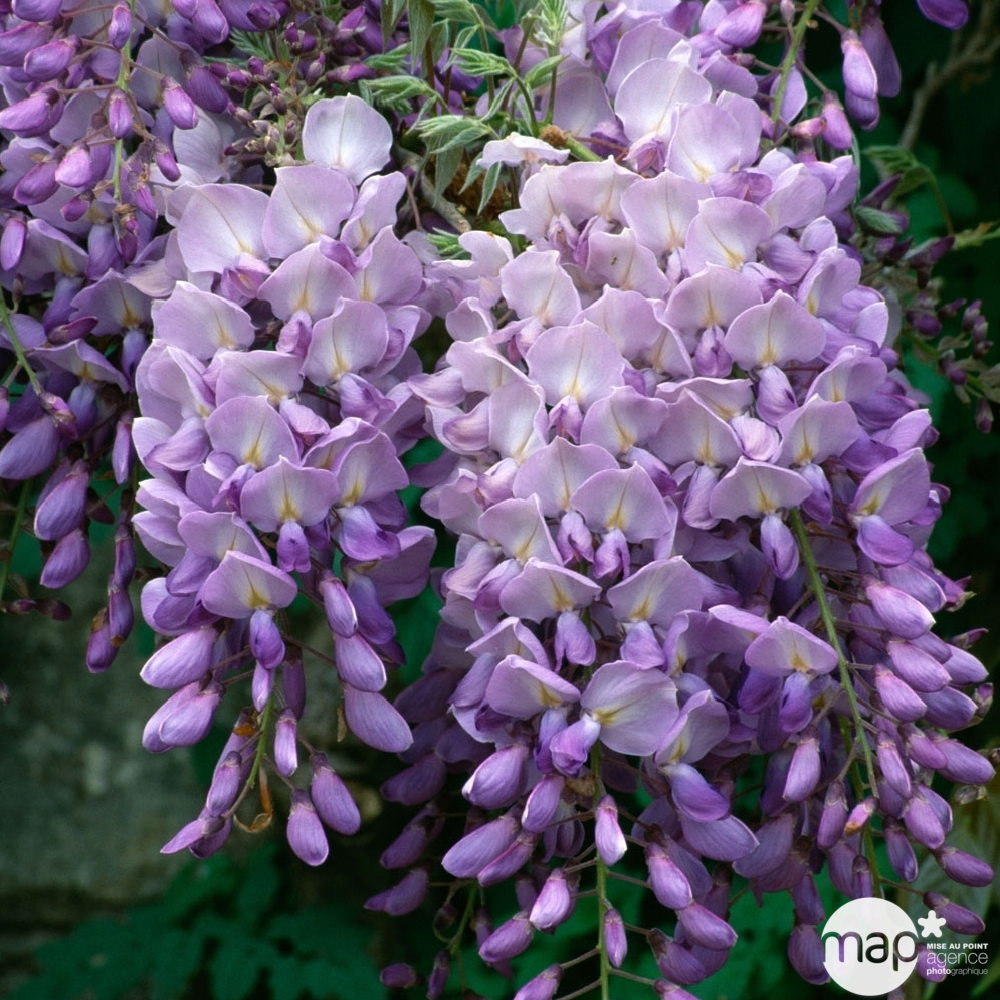 Wisteria : pot 18L