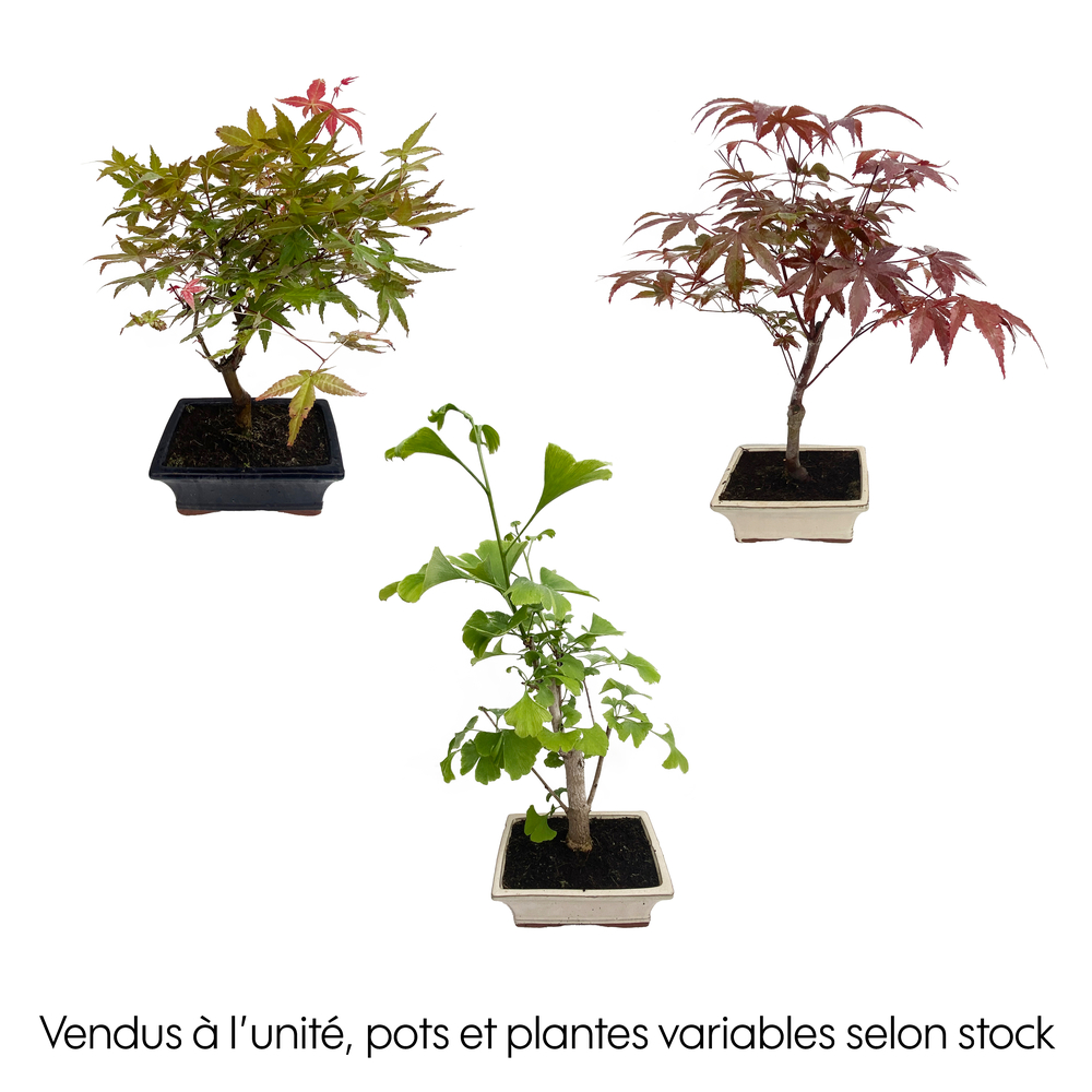 Bonsaï d'extérieur avec soucoupe, 8/9 ans