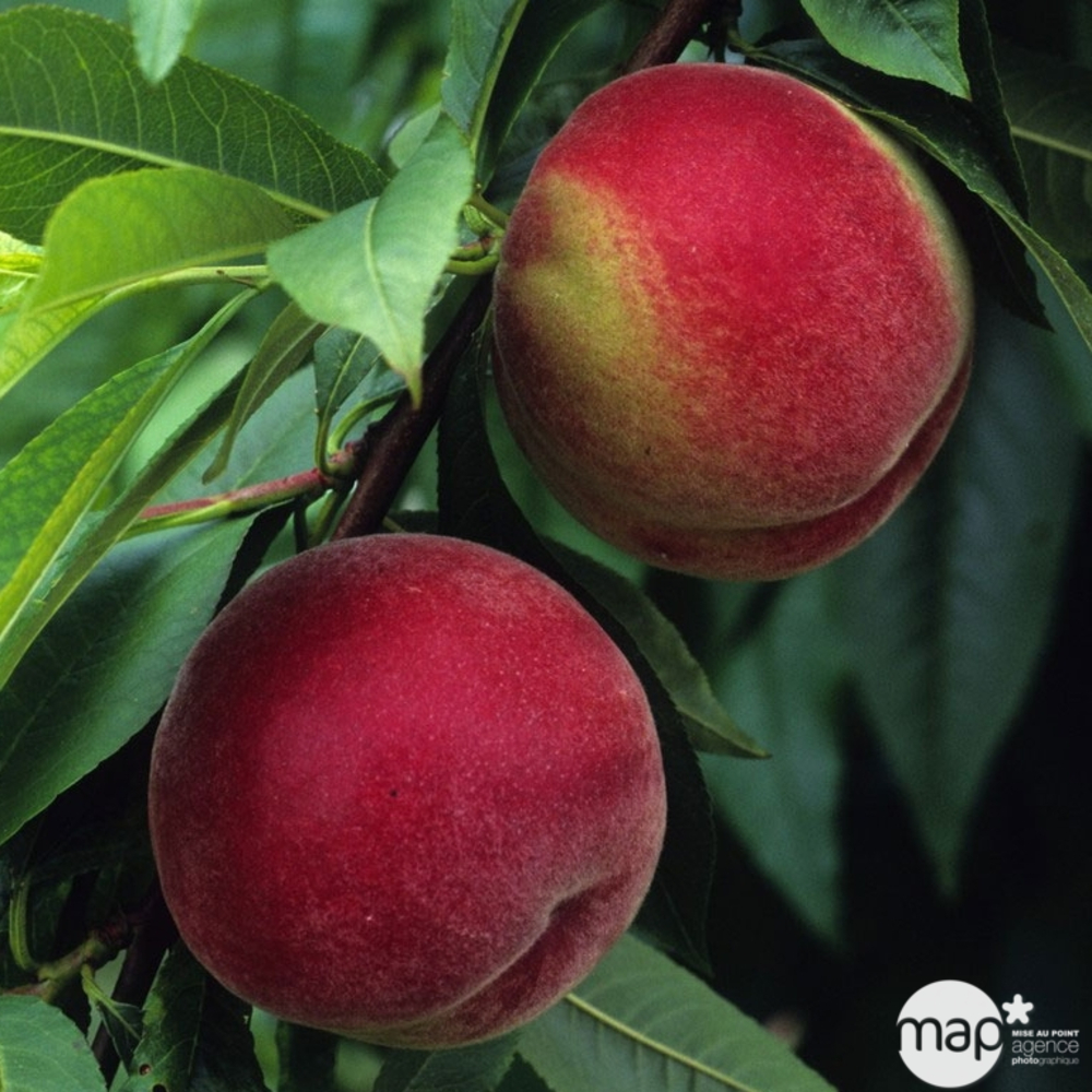 PECHER AMSDEN C10L GOB TG-(841341)