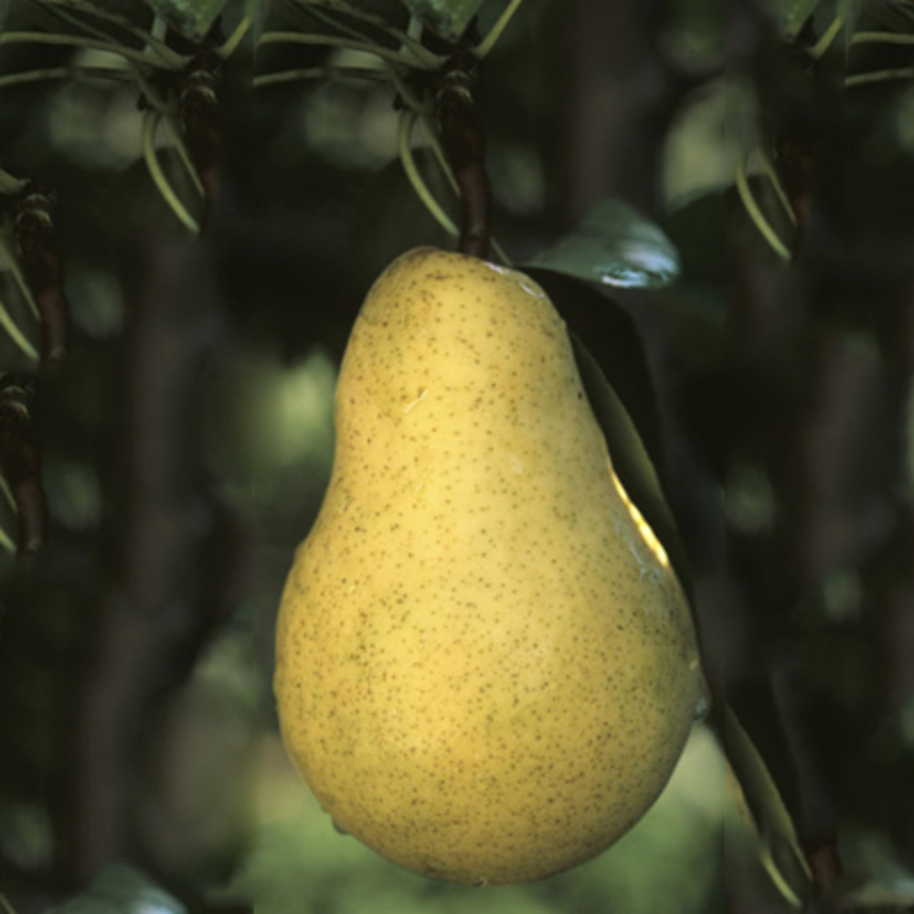 POIR.WILLIAMS C10L GOB TGE-(841357)