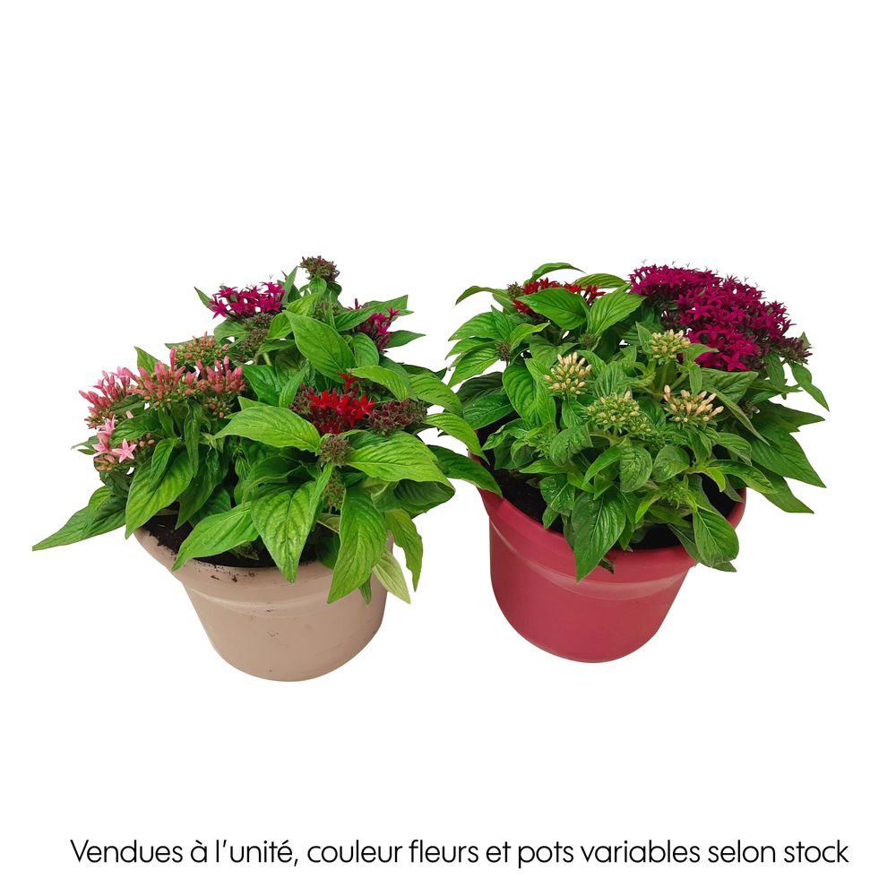 Pentas trio : pot 4,5L