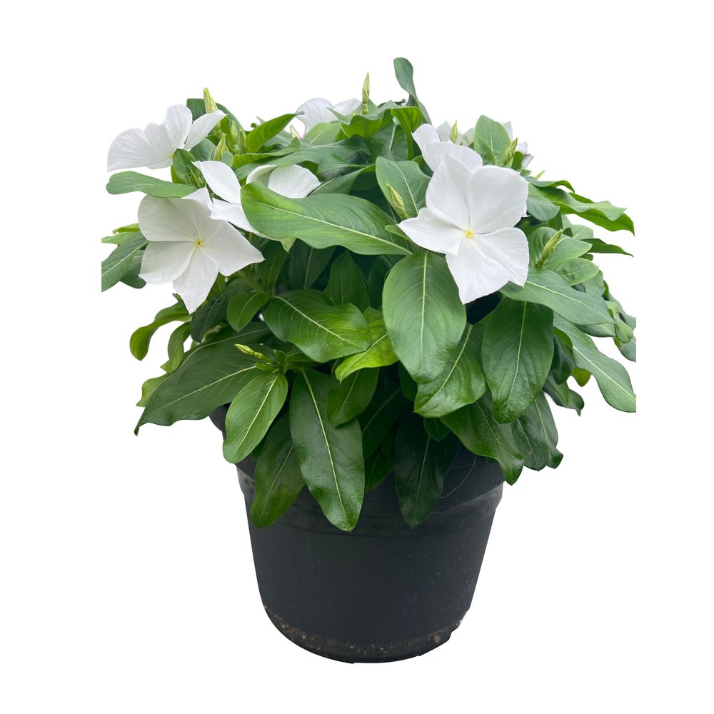 Vinca trio : pot 4,5L