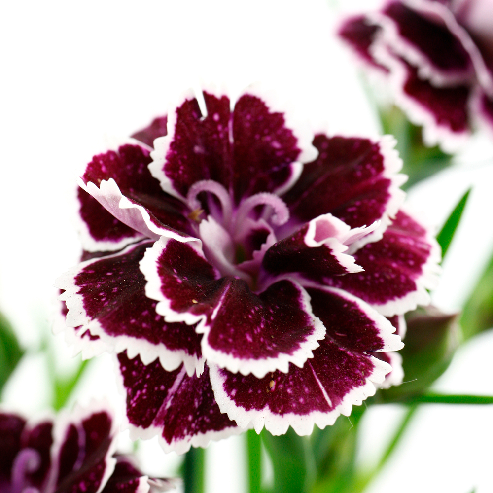 Œillet (Dianthus) 'Carnelia': pot 0,65L
