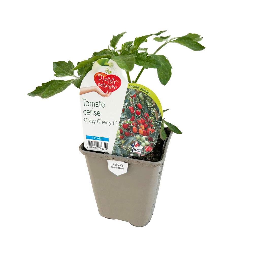 Plant de Tomate cerise 'Crazy Cherry' - Pot 0,5L