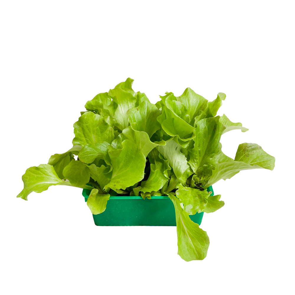 Batavia 'Florine Red' : barquette 12 plants