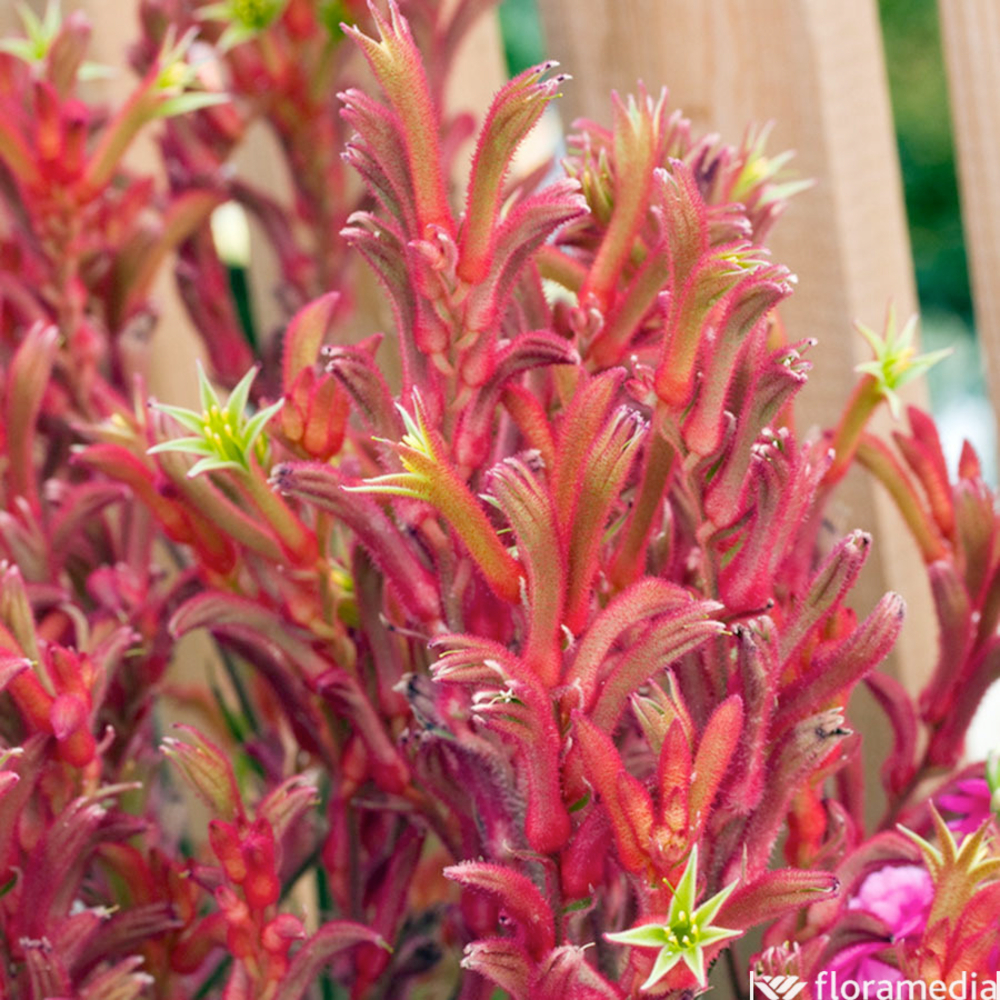 Anigozanthos - Pot 3L