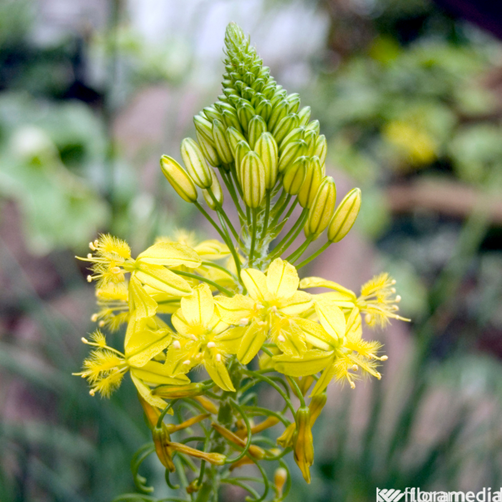 Bulbine: pot 3L