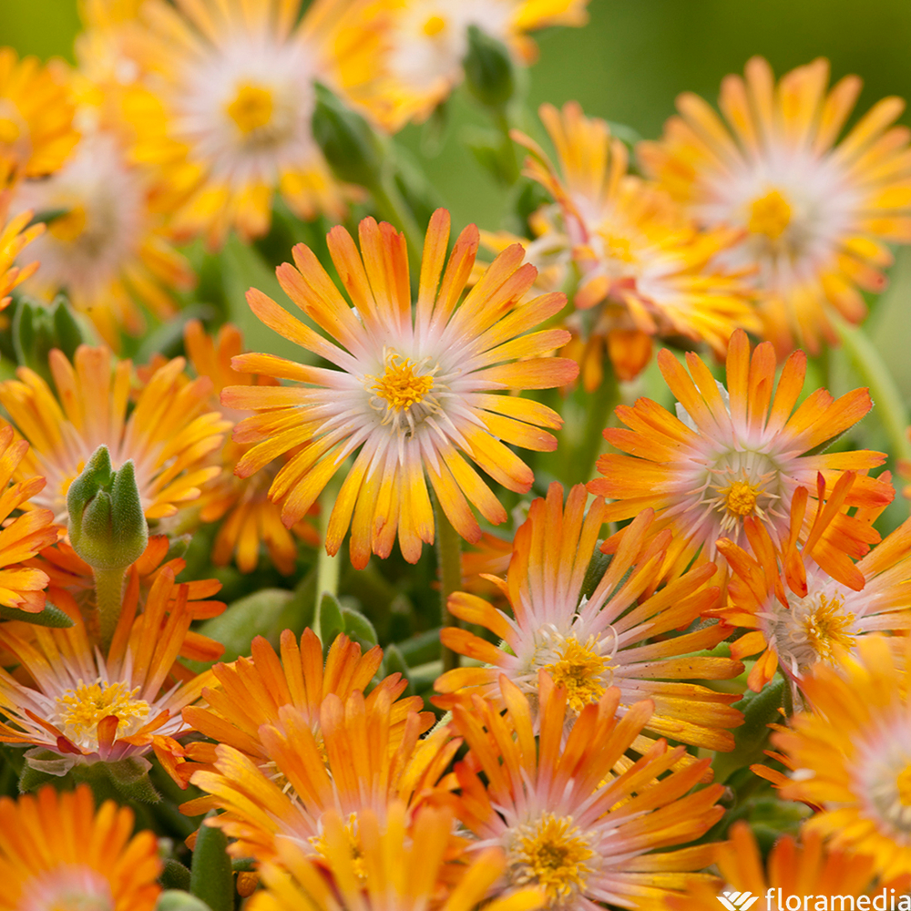 Delosperma 'Jewel of Desert' - Pot 1L