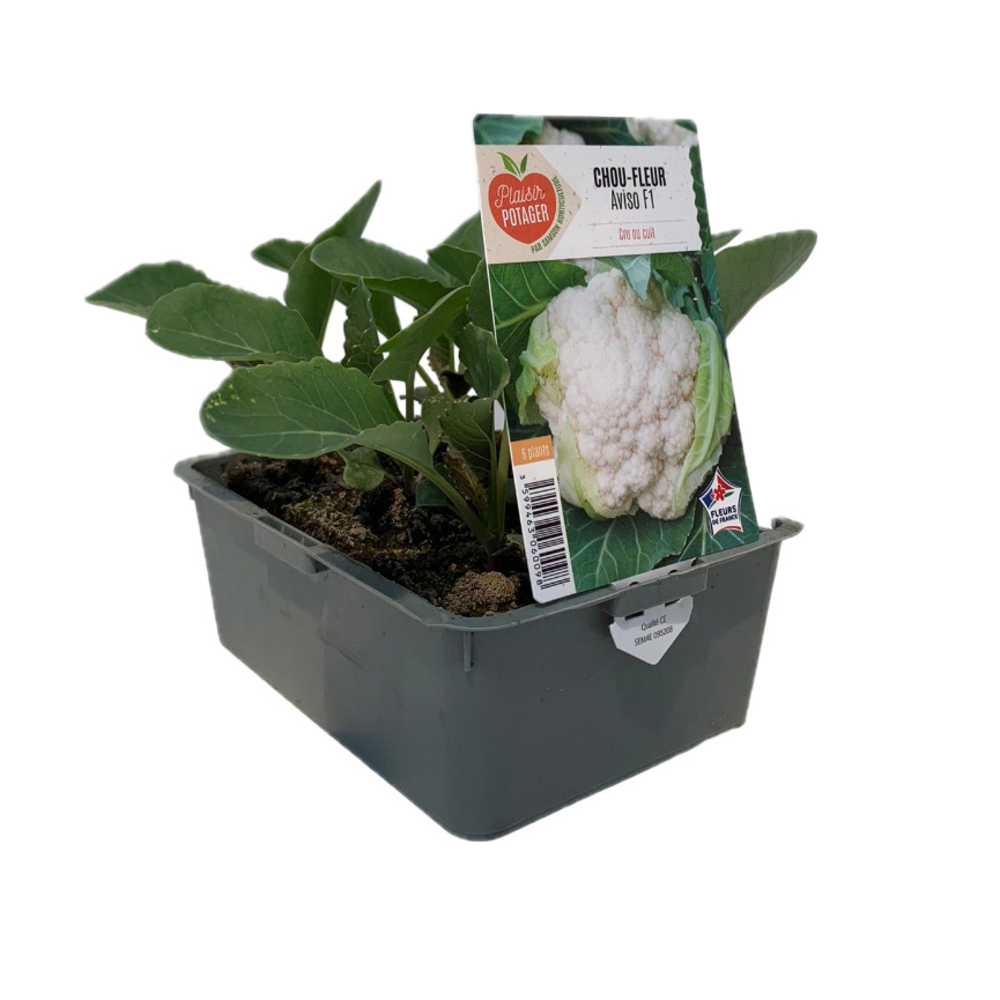 Plant de Chou-fleur 'Aviso' F1 - Barquette de 6 plants