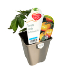 Plant de Tomate 'Buffalosun' F1 - Pot 0,5L