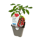Plant de Tomate cerise 'Perlino' - Pot 0,5L