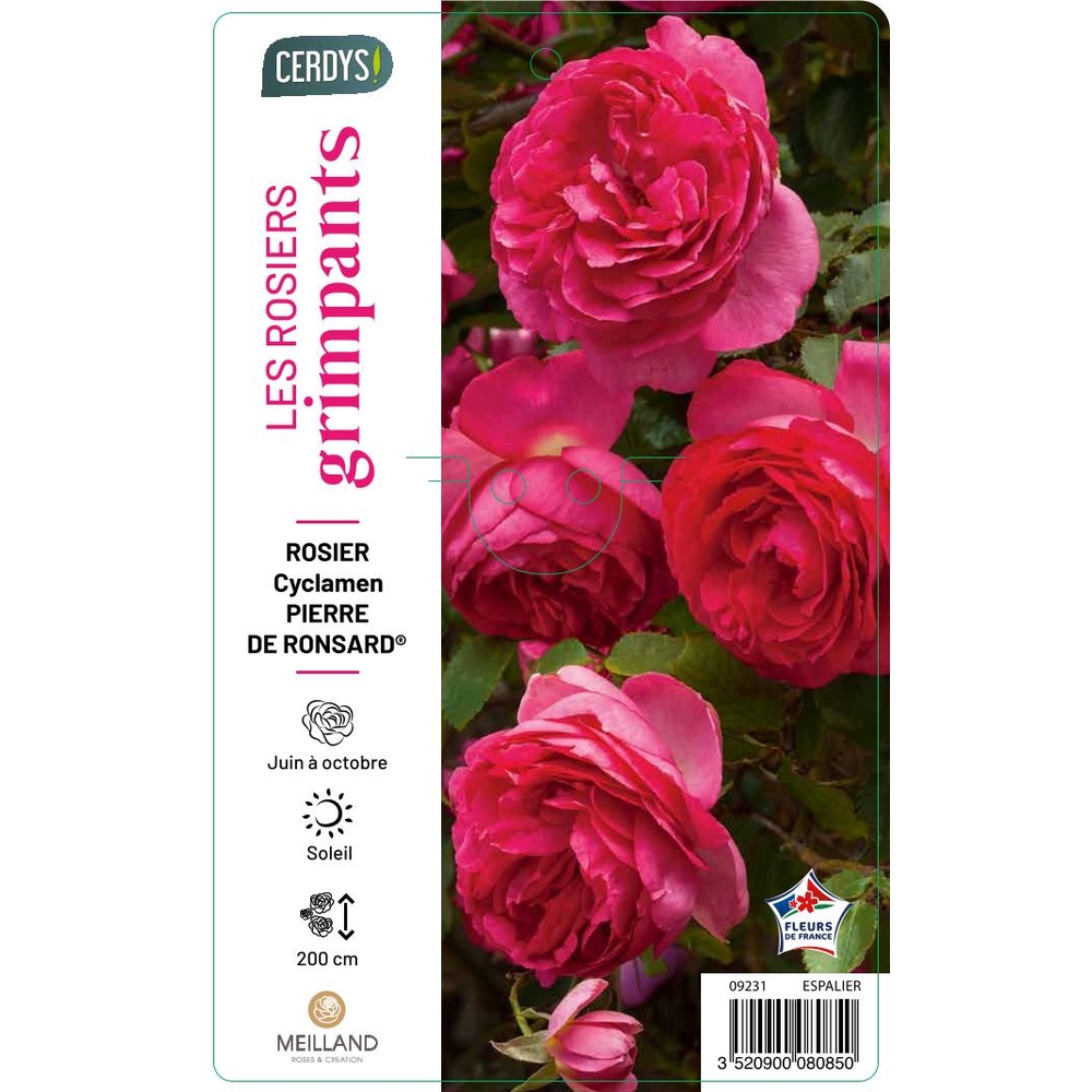 Rosier grimpant-'Cyclamen Pierre de Ronsard®', sur tipi : pot 5L