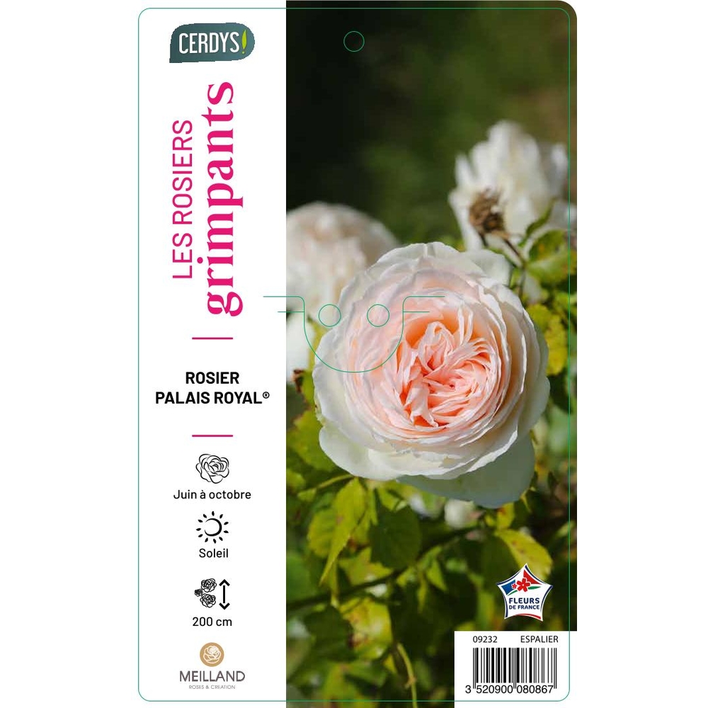 Rosier grimpant Pierre Ronsard ® sur tipi : pot 5L