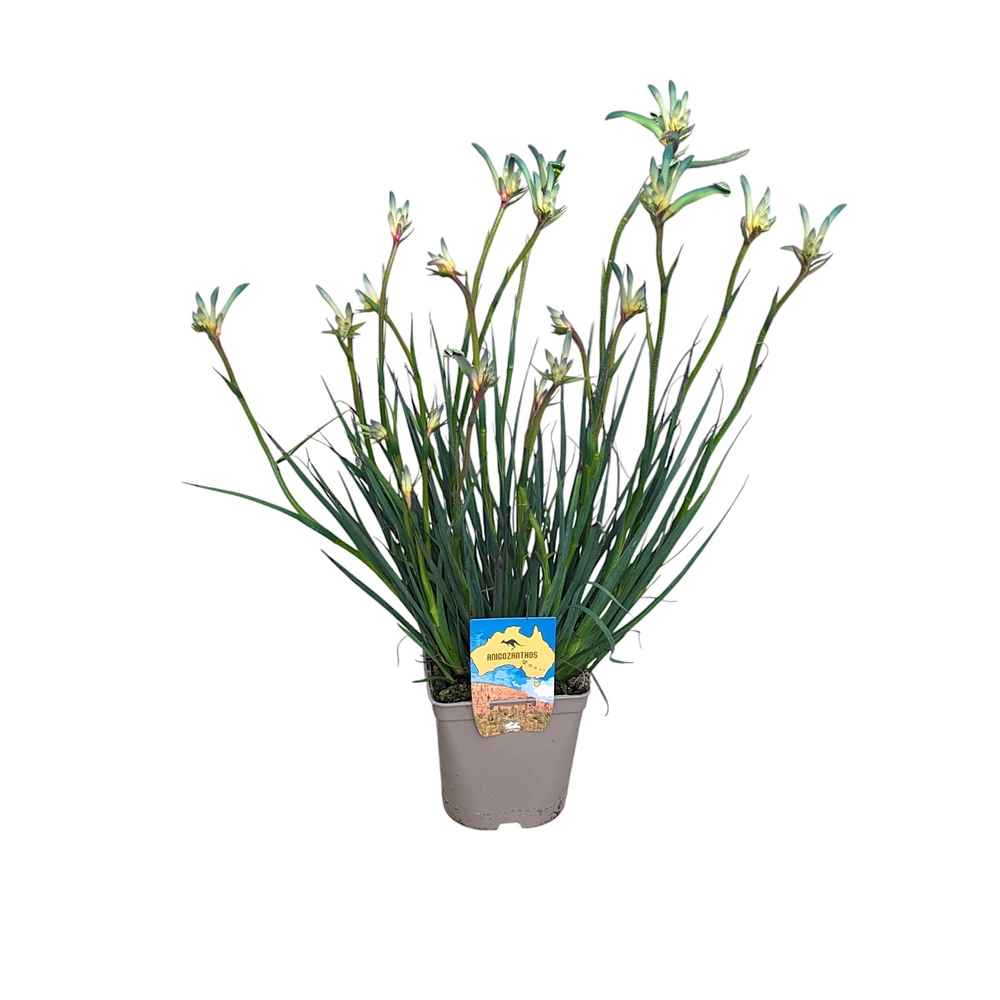 Anigozanthos : pot 2L