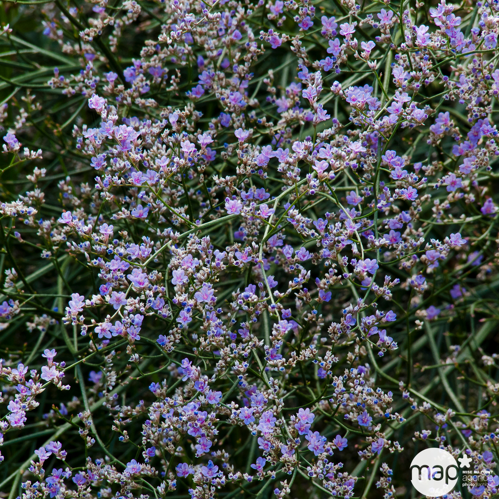 Limonium : pot 3L