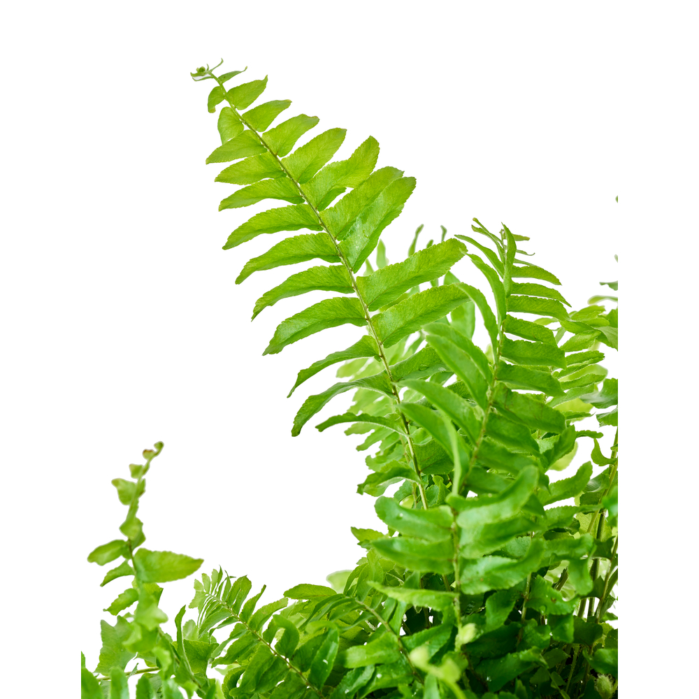 Nephrolepis exaltata 'Bostoniensis' Pot D 12 cm