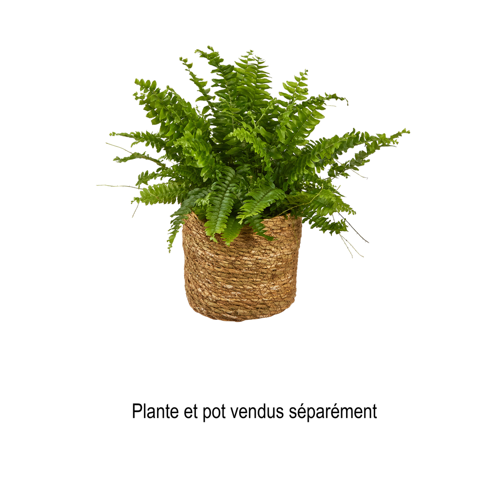 Nephrolepis exaltata 'Bostoniensis' Pot D 12 cm