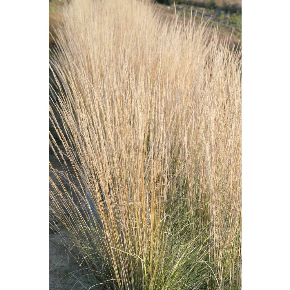 Calamagrostis (x) acutifora 'Overdam' : pot 4L 