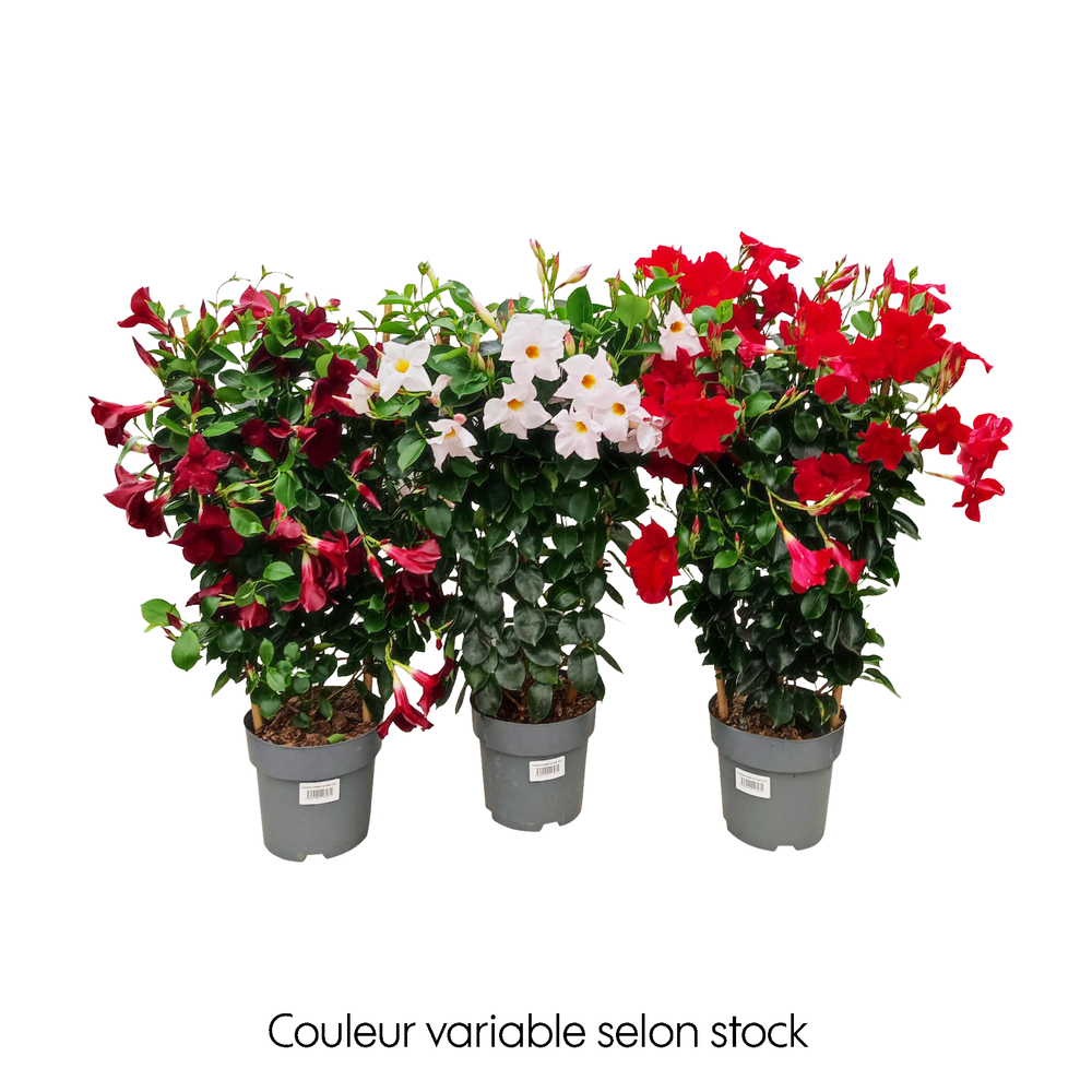 Dipladenia hybride, coloris variables : pot D.19cm