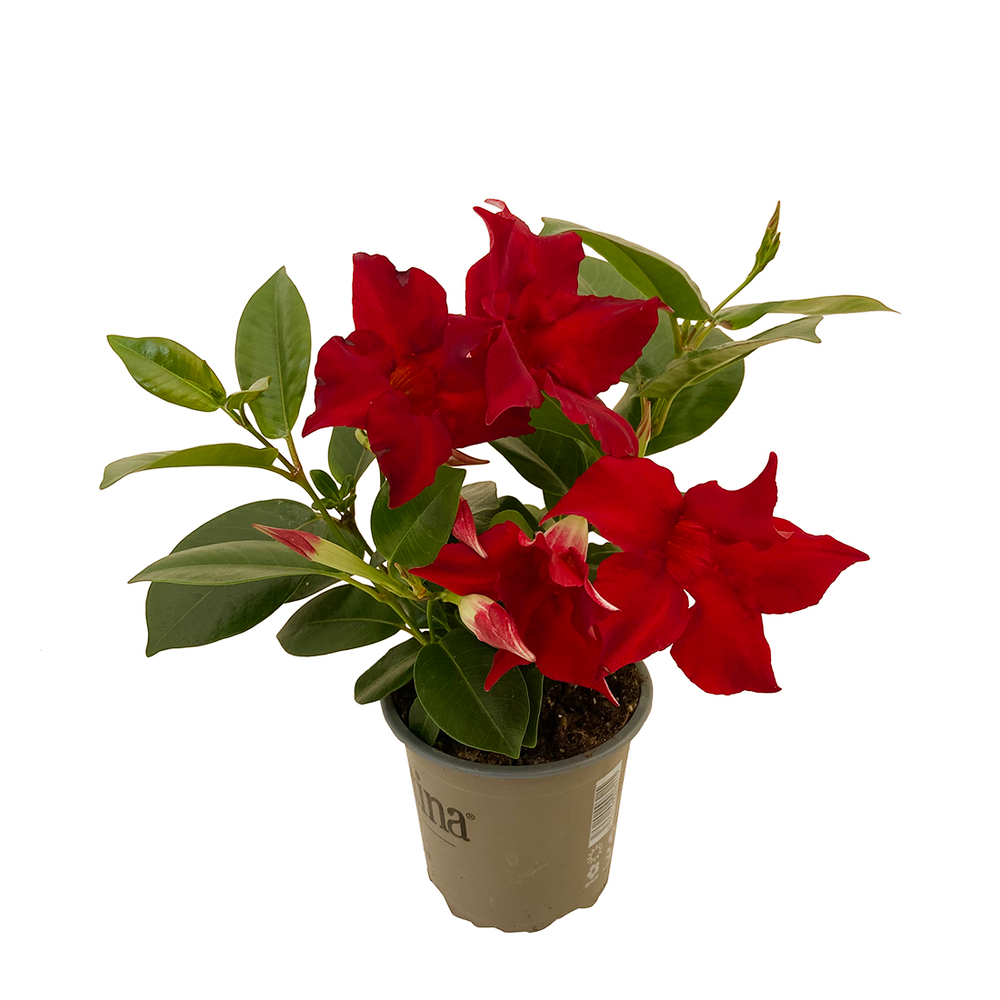 Mandevilla Diamantina® ( Dipladénia) : pot D11cm