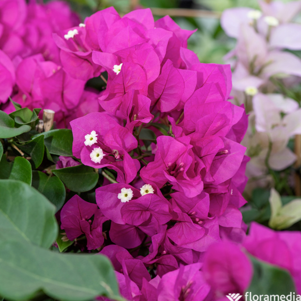 Bougainvillée sanderi - Echelle - Pot 3L