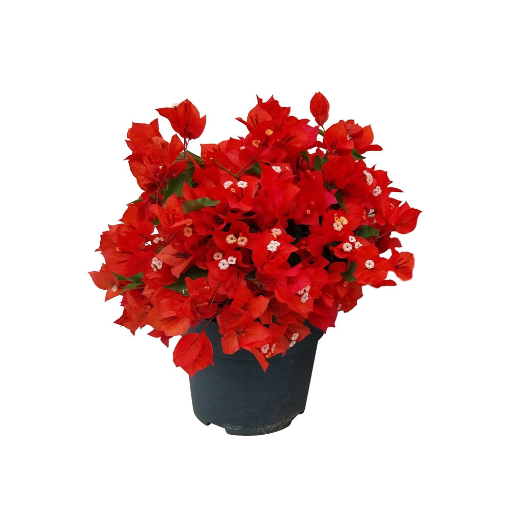 Bougainvillée orange en touffe : pot D.19cm