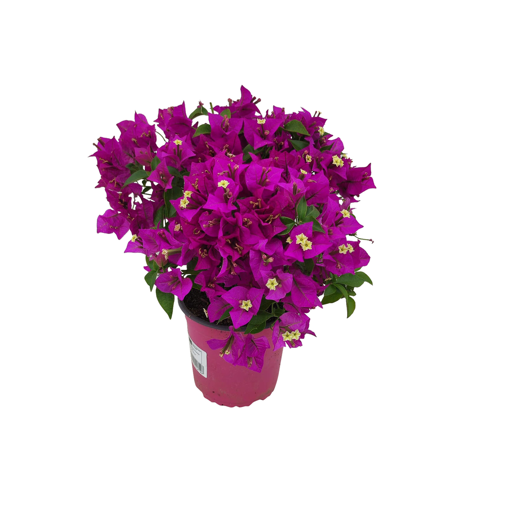 Bougainvillée violet en touffe : pot D.14cm