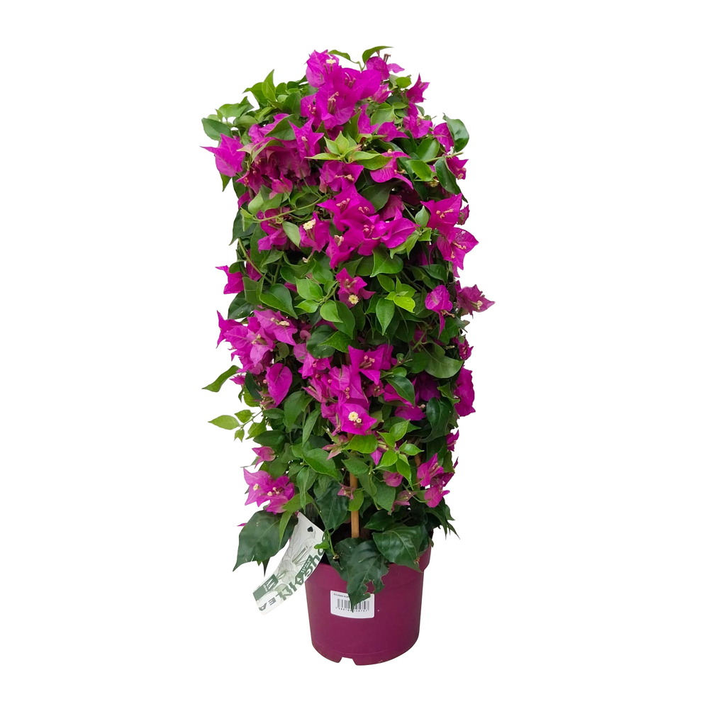 Bougainvillée violet, arche double : pot D.17cm