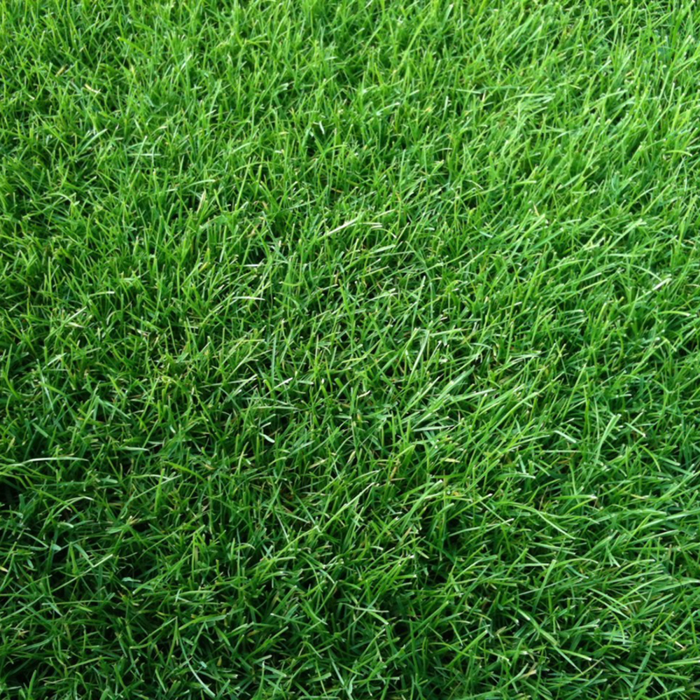 GAZON ANGLAIS 600MÂ² LDD-(851977)