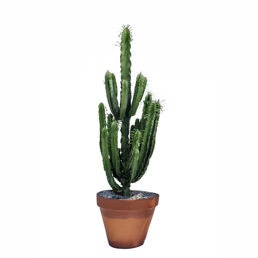 Euphorbia erythrea :H 100 cm pot D21 