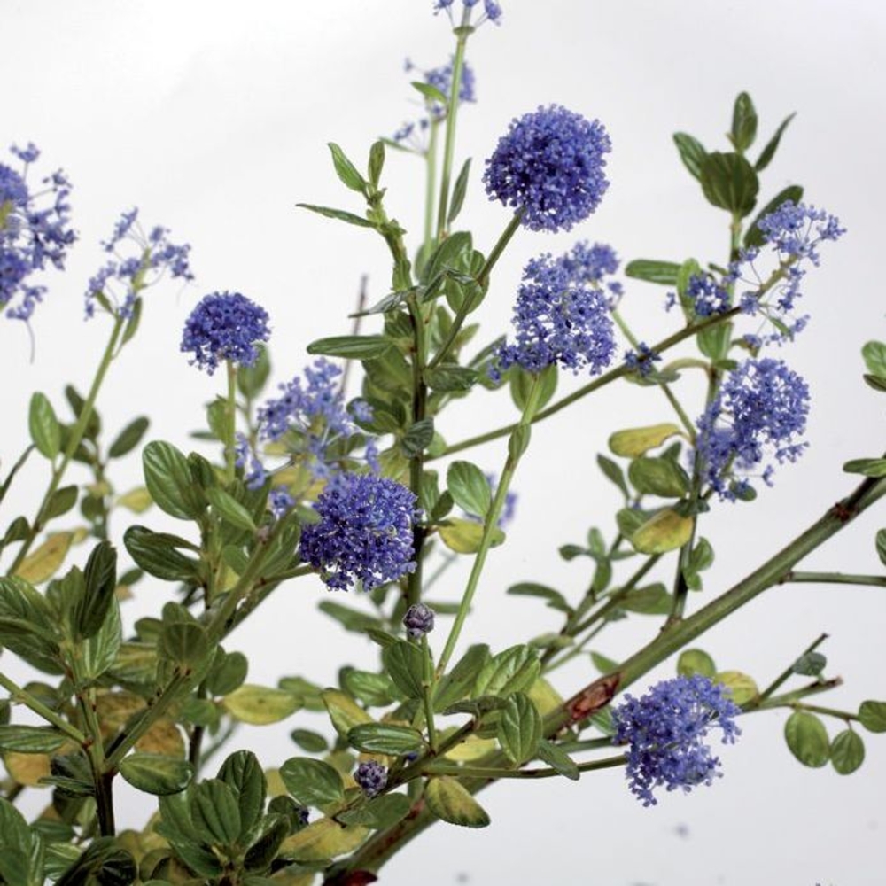 CEANOTHUS SKYLARK C 2L LDD-(857616)