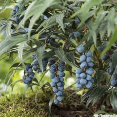 Mahonia eurybracteata 'Sweet Winter':pot 4L