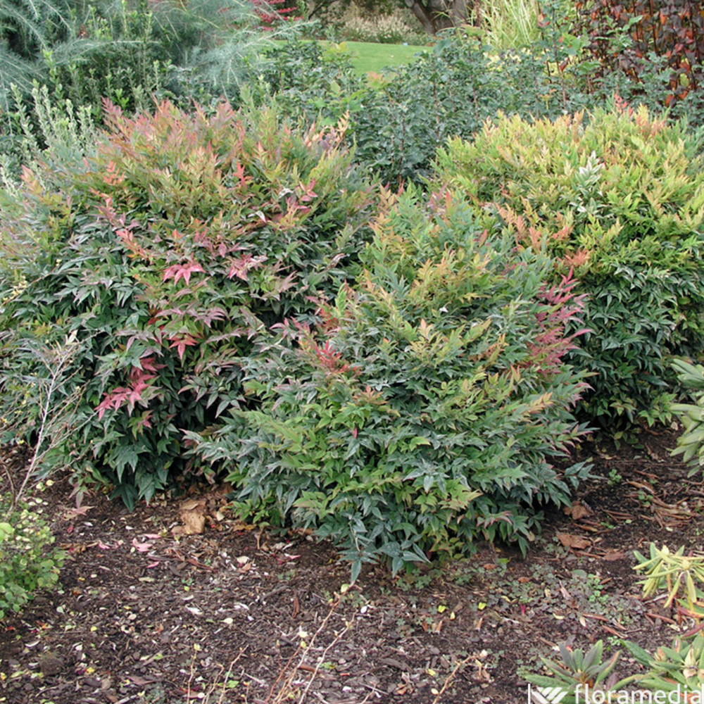 NANDINA MOON BAY C 4L LDD-(857706)