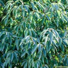 Quercus Myrsinifolia C.7,5L