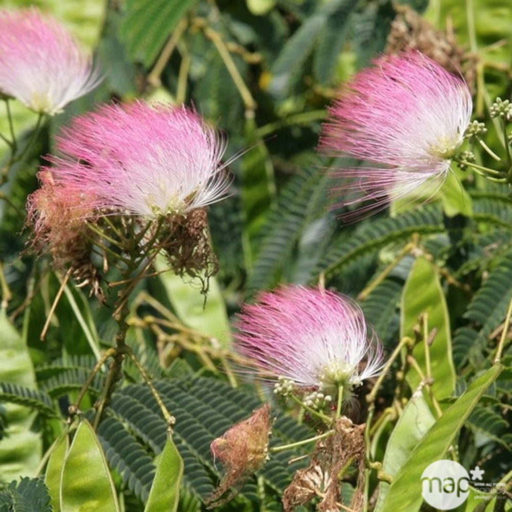 ALBIZIA OMBRELLA C 4L LDD-(857736)