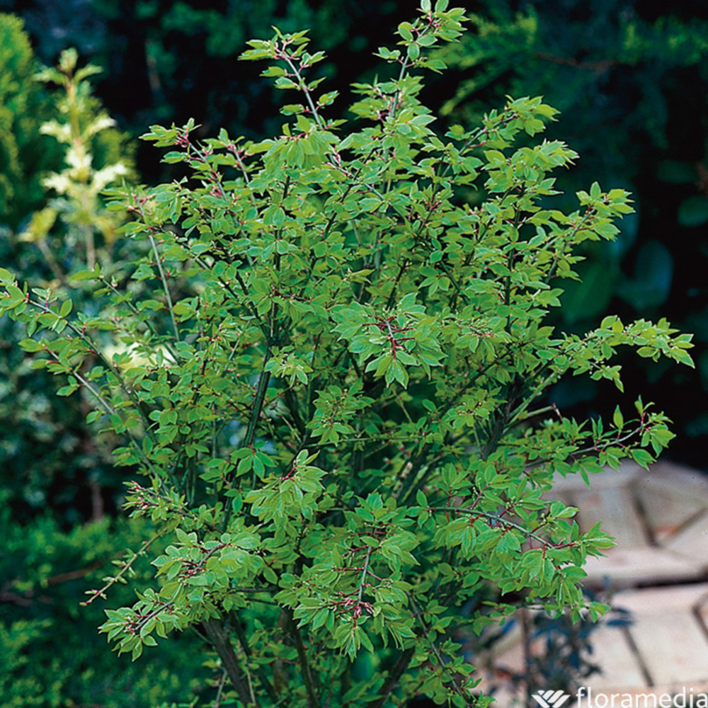 EUONYMUS A.COMPACTUS C 4L LDD-(857825)