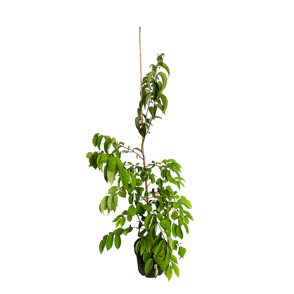 Heptacodium miconioides:pot 10L