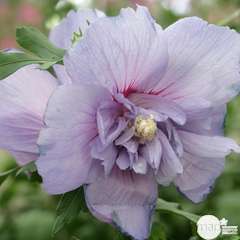 Hibiscus Blue Chiffon C. 7,5L