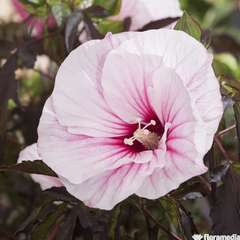 Hibiscus Mos. Pink Candy  C.4L