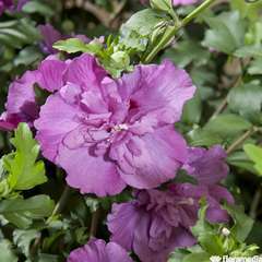 Hibiscus Purple Ruffle C.4L