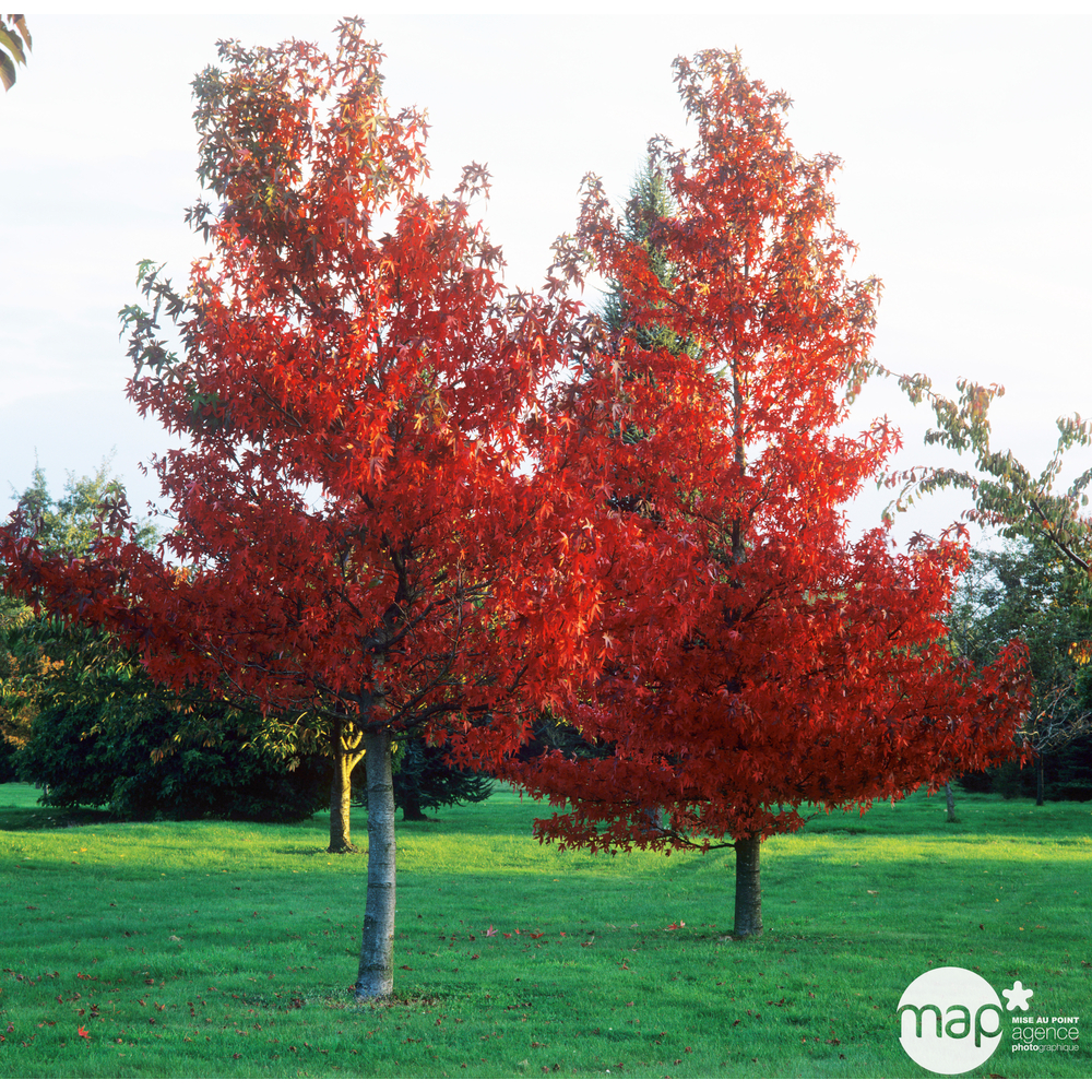 LIQUIDAMBAR WORPL.C 7.5L LDD-(857881)