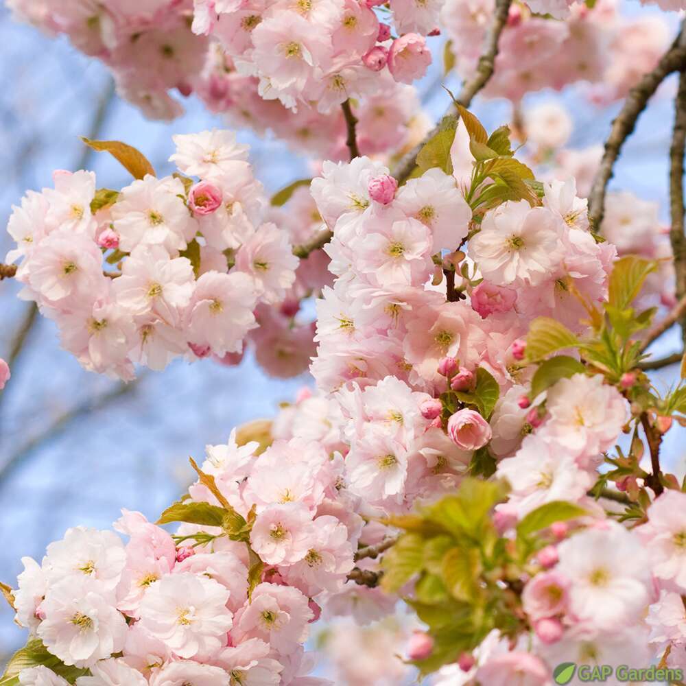 Prunus Pink Perfection C.15L 1/2T