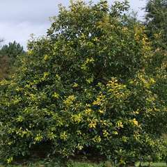 Quercus Bicolor C.15L